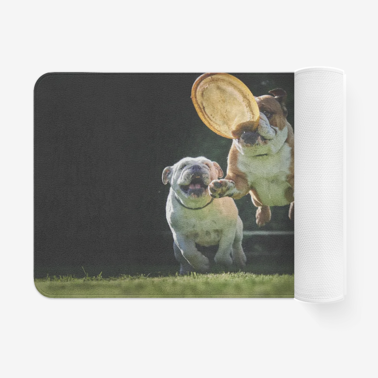 Funny Dogs