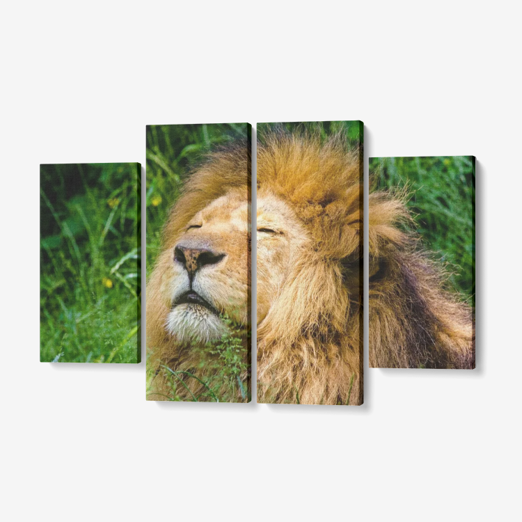 Lion is Dreaming