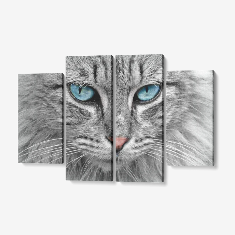 Blue Eye Cat