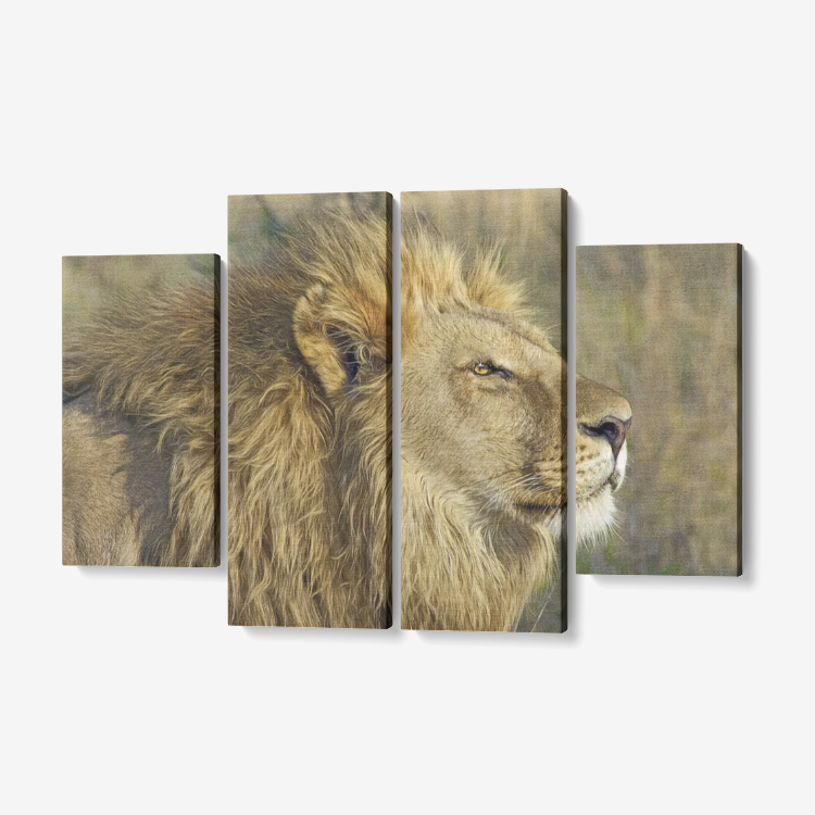 Lion Picture