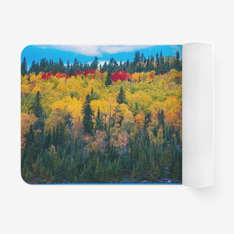 Colorful Forest