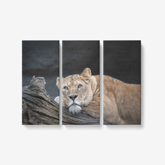 Lioness