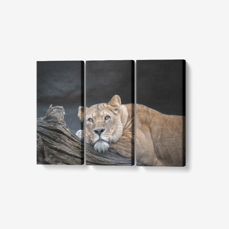 Lioness