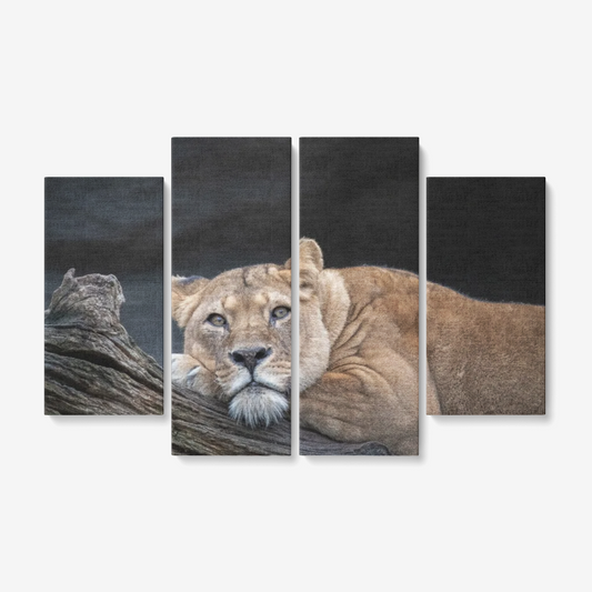 Lioness