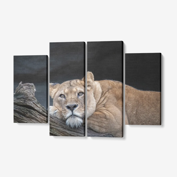 Lioness