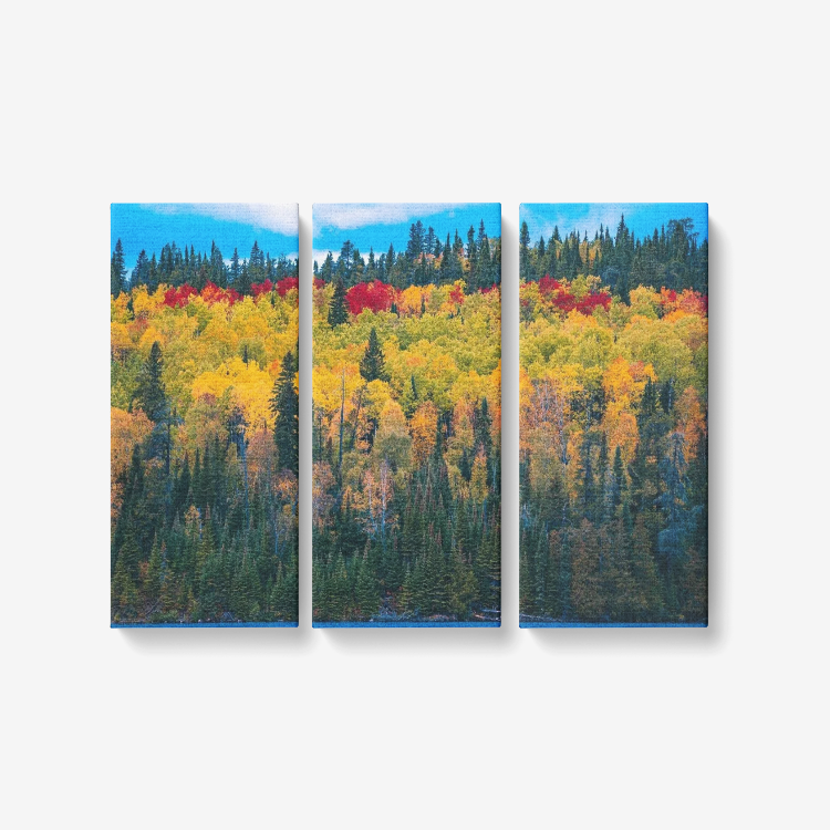 Colorful  Forest