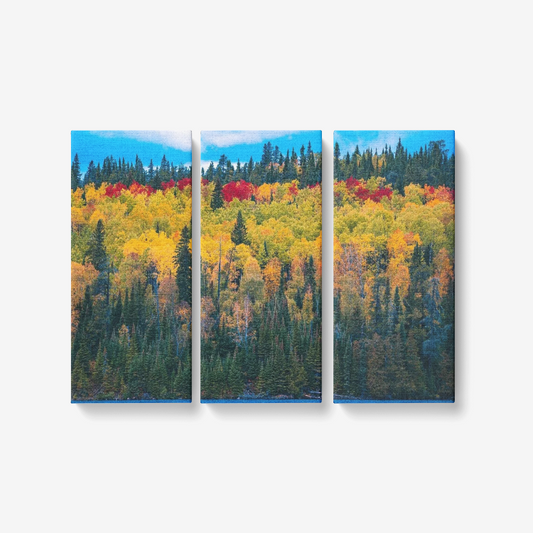 Colorful  Forest