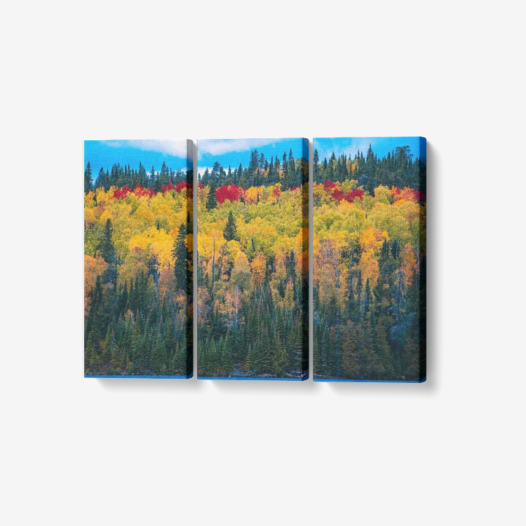 Colorful  Forest