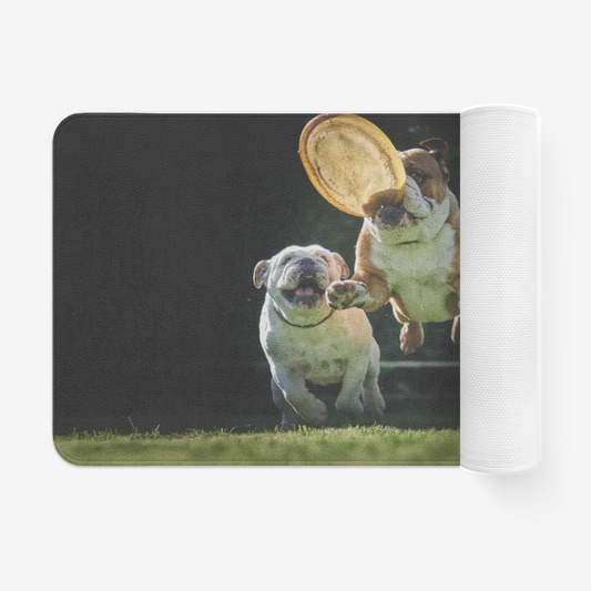 Funny Dogs