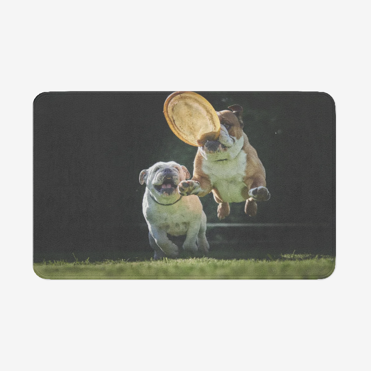 Funny Dogs