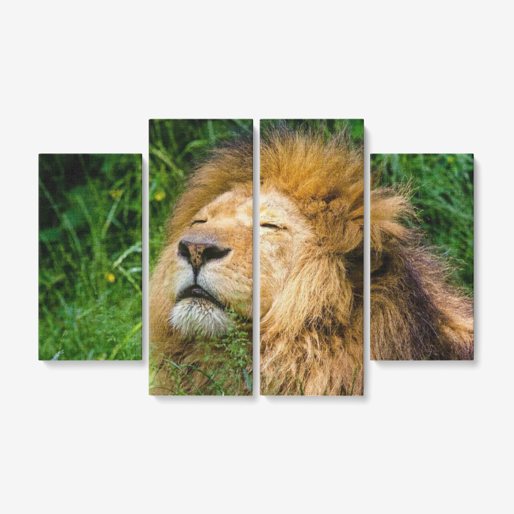 Lion is Dreaming