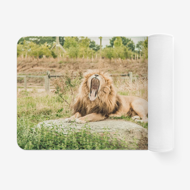 Lion is Yawning