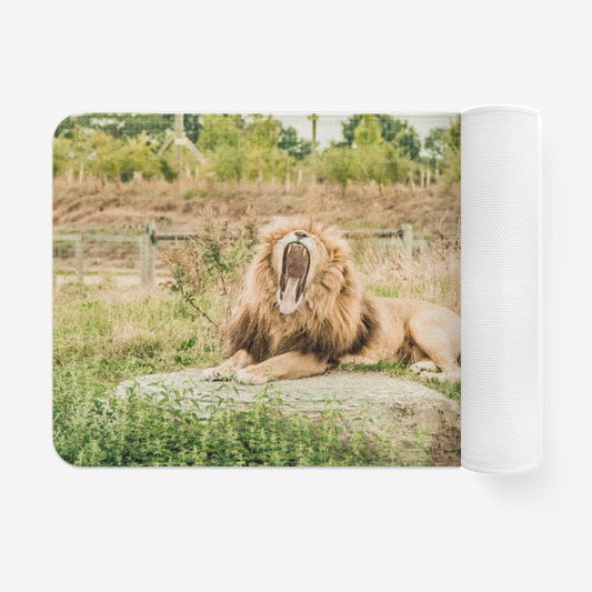 Lion is Yawning