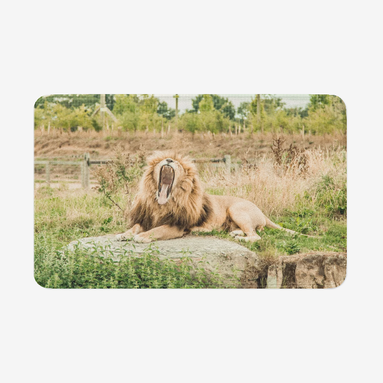 Lion is Yawning