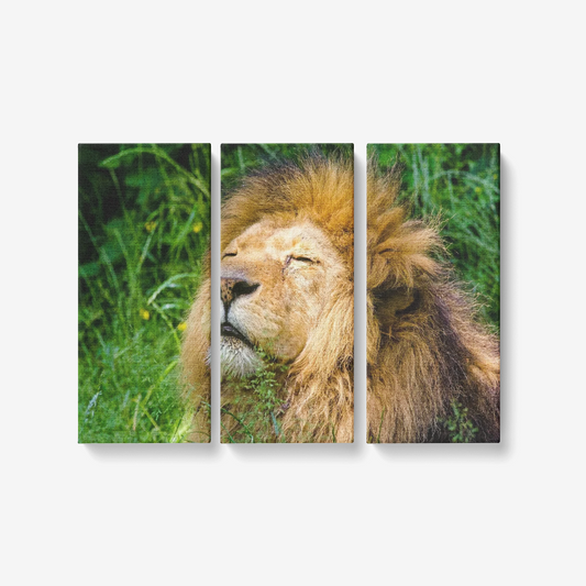 Lion Dream