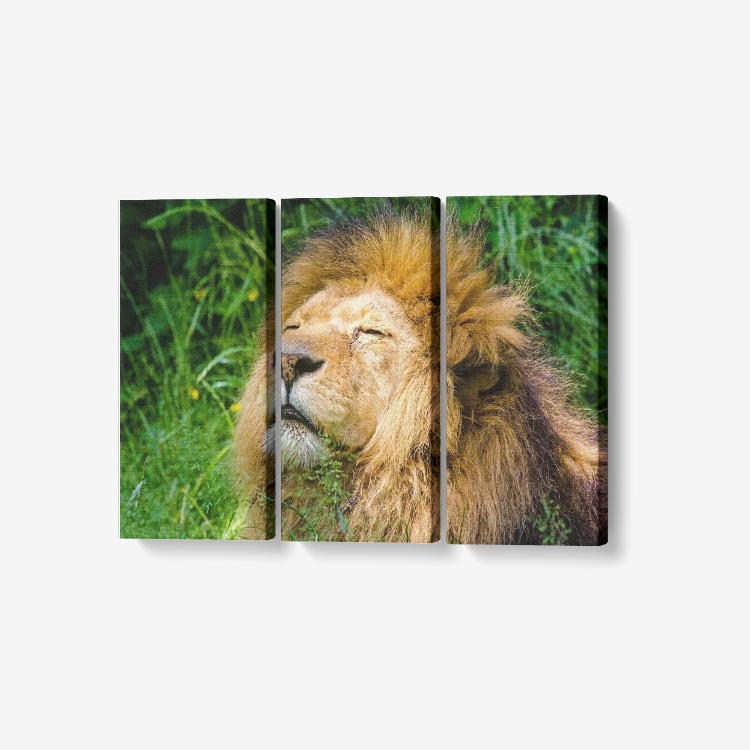 Lion Dream