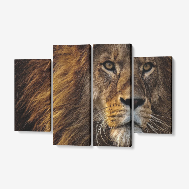 Lionnnnnnnnnnnn