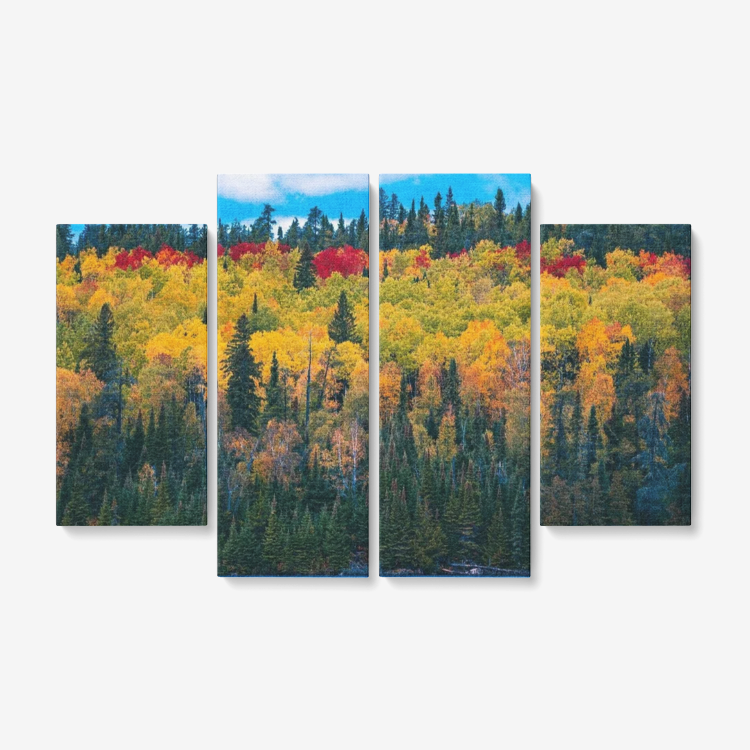 Colorful Forest