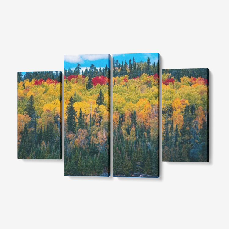 Colorful Forest