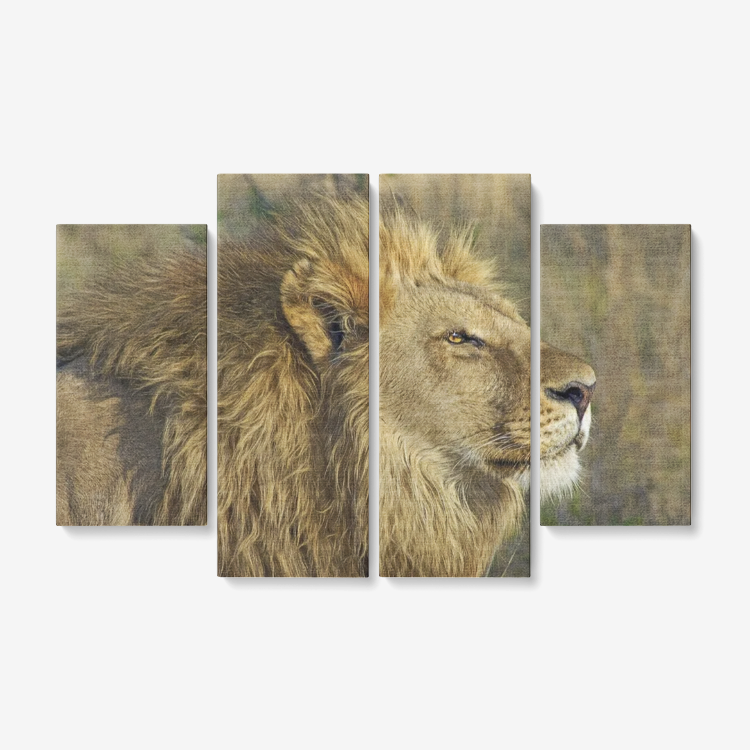 Lion Picture