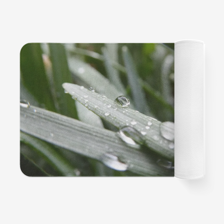 Dew on Leaf