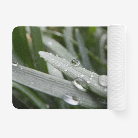 Dew on Leaf