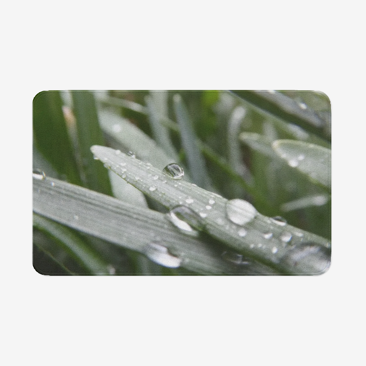 Dew on Leaf