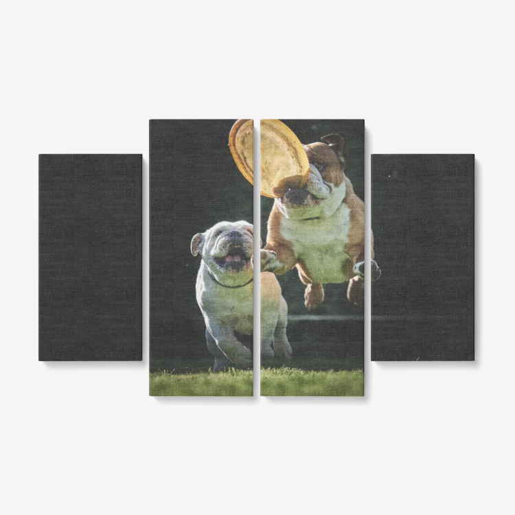 Funny Dogs