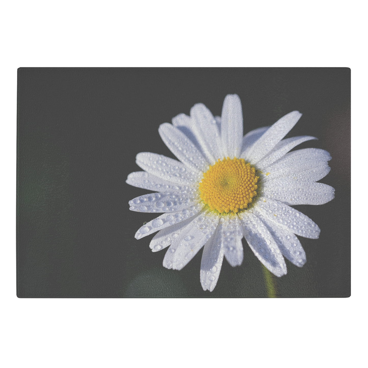 Peace flowers