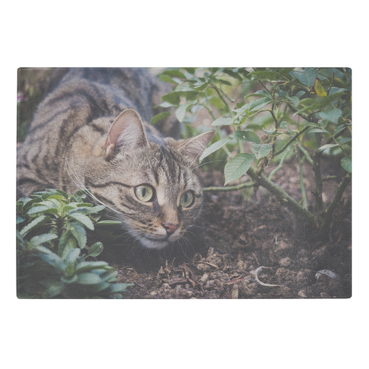 Hunting Cat