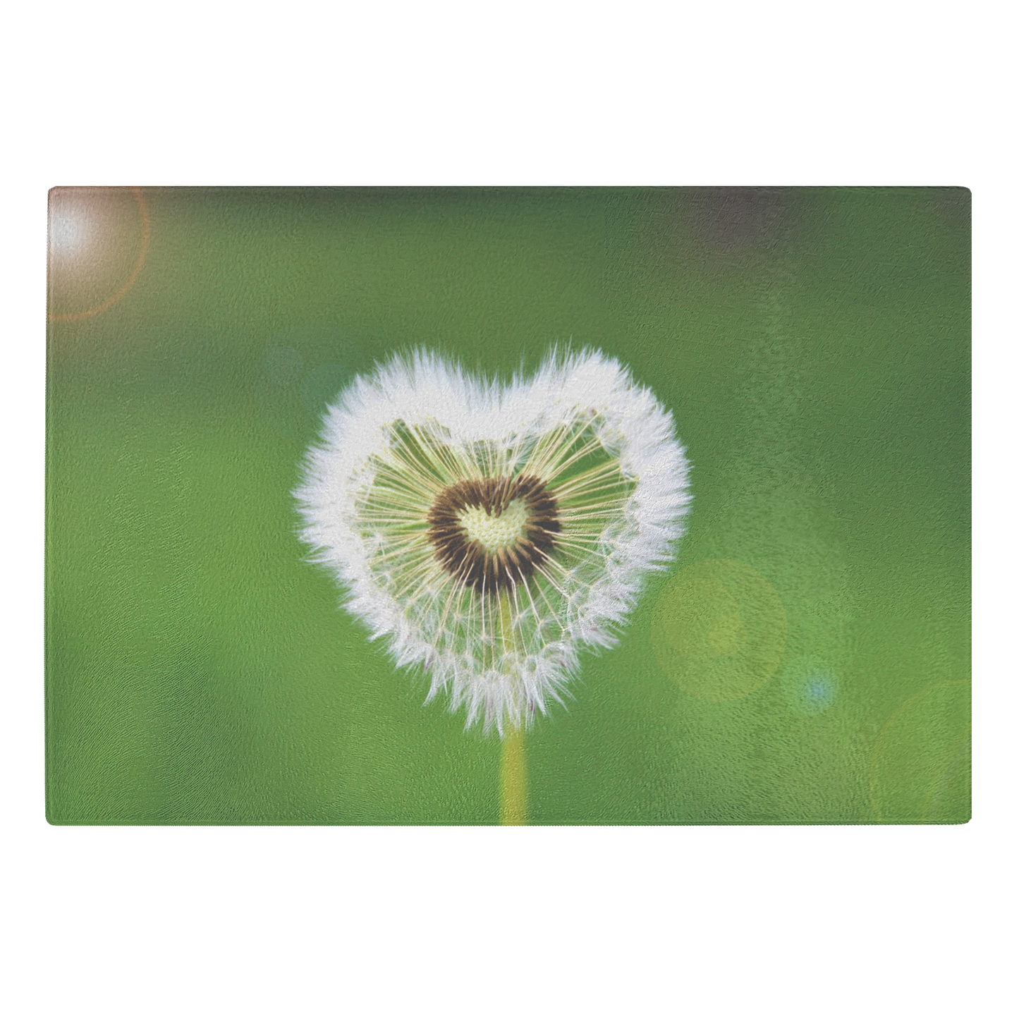 Heart dandelion